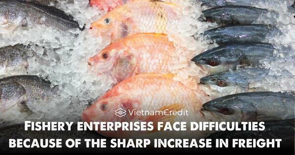 Fishery enterprises face difficulties because of the sharp increase in freight